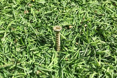 High angle view of snake on grass