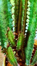 Close-up of spiked plant