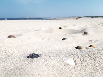 Scenic view of beach