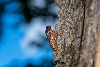 Close-up of insect on tree trunk