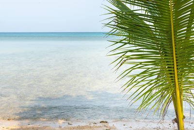 Palm tree on beach