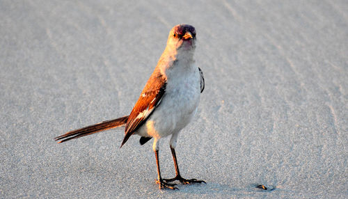 View of a bird on the street