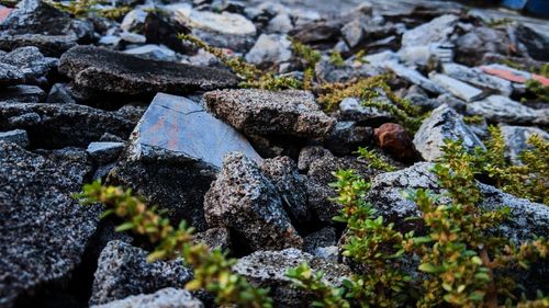 High angle view of moss growing on rocks