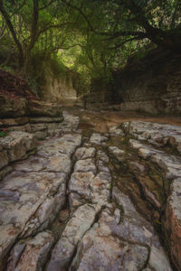 Scenic view of river flowing through forest