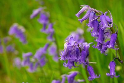 Close-up of purple flowers blooming outdoors