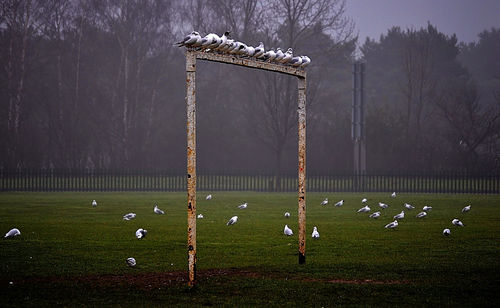 View of soccer field in park