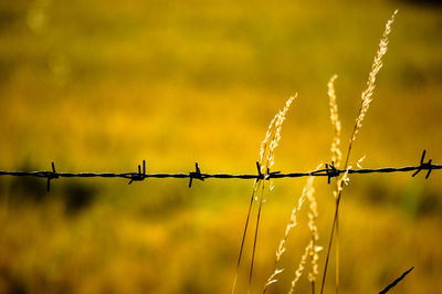 Close-up of barbed wire fence against field