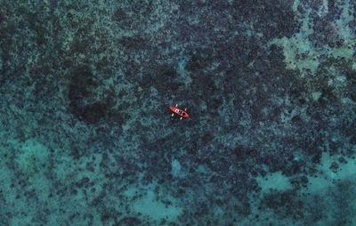 High angle view of horse swimming in sea