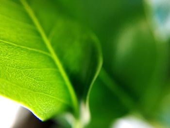 Close-up of fresh green leaf