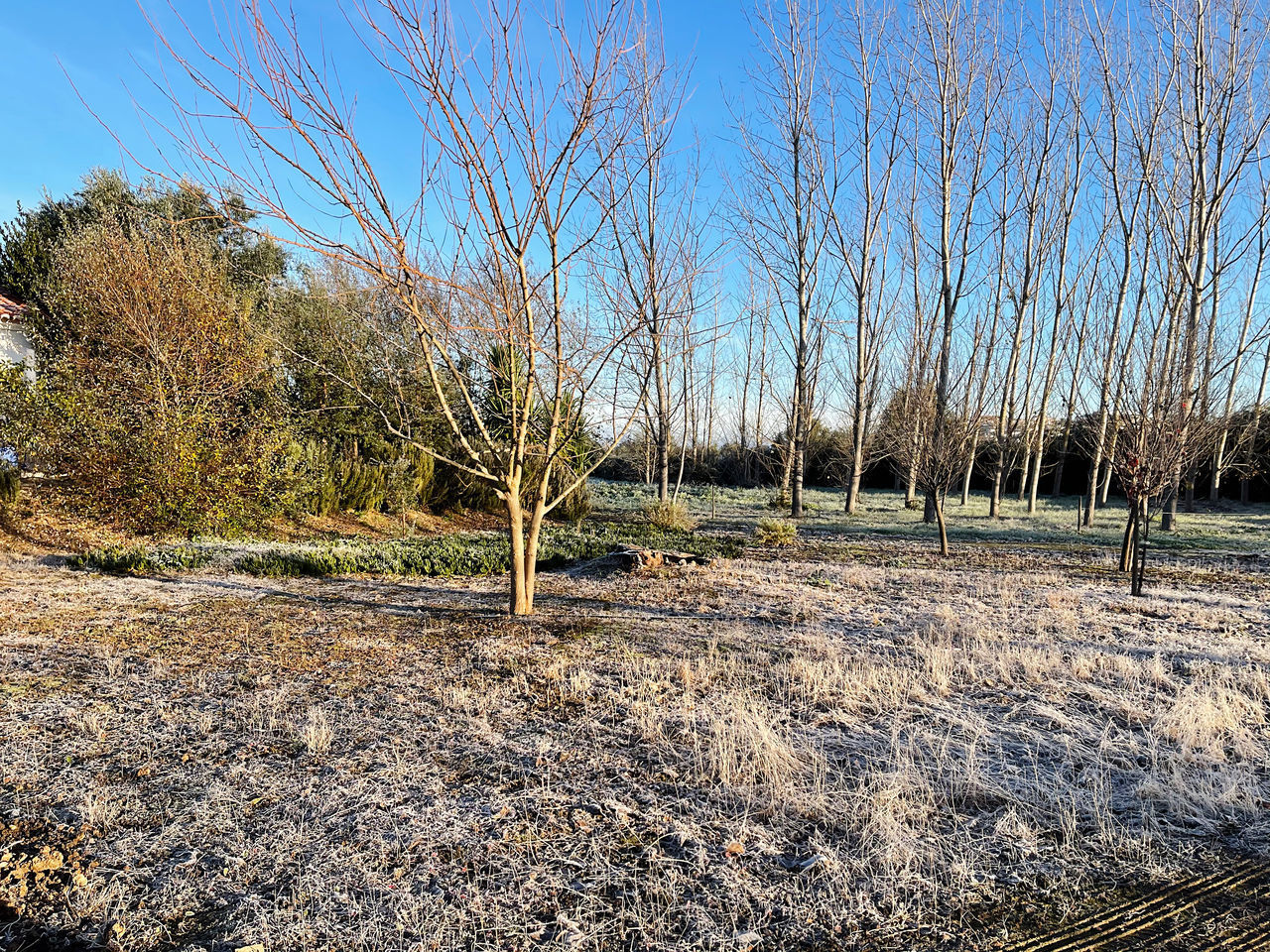 BARE TREES IN FIELD AGAINST SKY