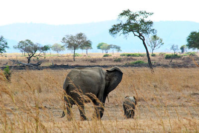 Elephant on field against sky