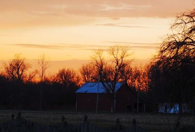 Bare trees at sunset