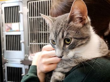 Close-up of hand holding cat at animal shelter