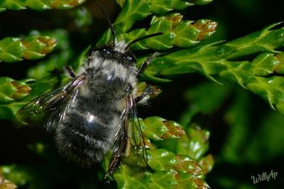 Close-up of insect on plant