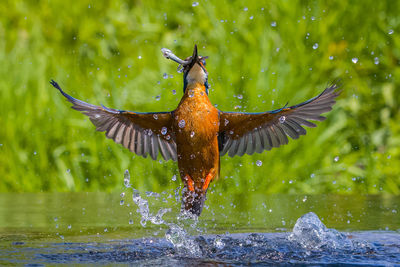 Bird flying over water