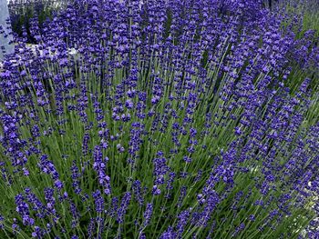 Close-up of purple flowering plants on field