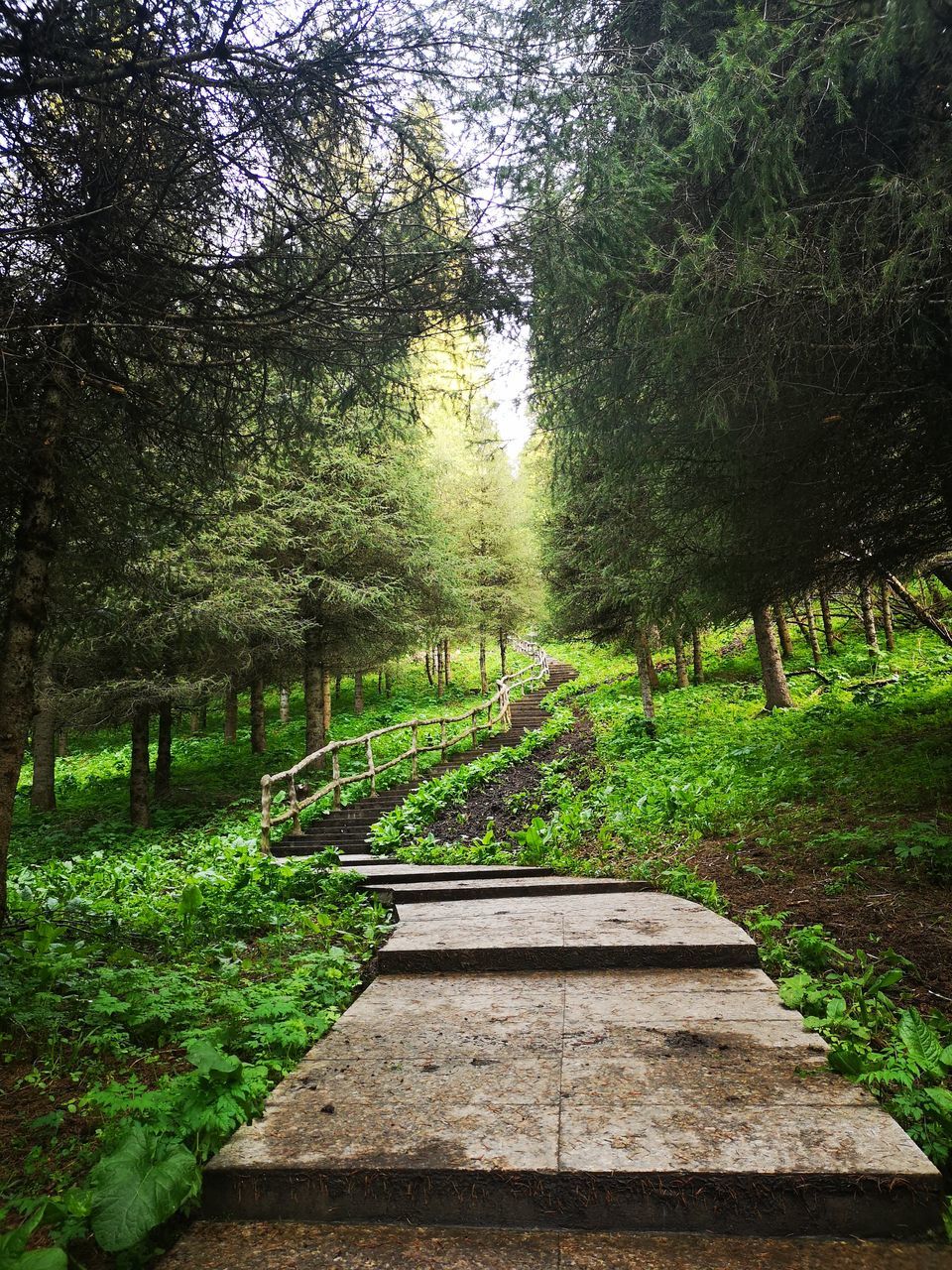 TREES IN PARK