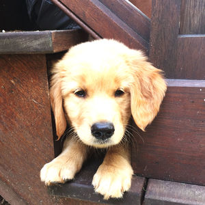 Close-up portrait of a puppy