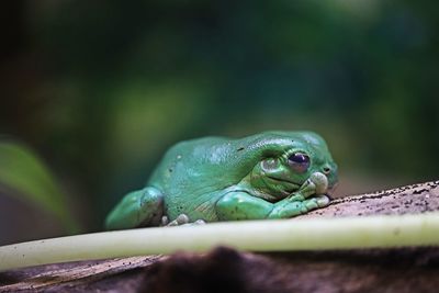 Close-up of frog on tree