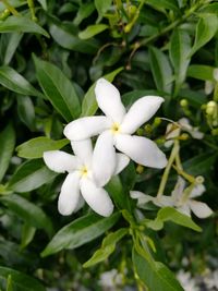 Close-up of white flower blooming outdoors