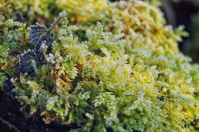 Close-up of butterfly on plants
