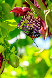 Close-up of butterfly pollinating on flower