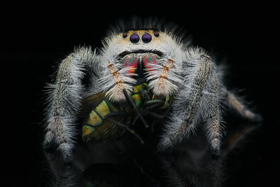 Close-up of spider on web against black background