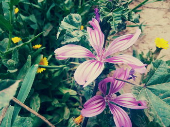 Close-up of pink flowering plants