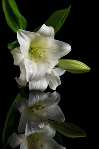 White lily flowers reflections