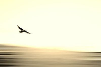 Bird flying over sea