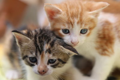 Close-up portrait of cat with kitten