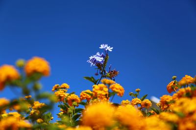 Low angle view of flowers against clear blue sky