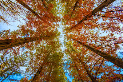 Low angle view of trees in forest during autumn