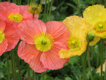 Close-up of flowers blooming outdoors