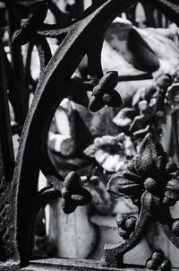 Close up of leaves