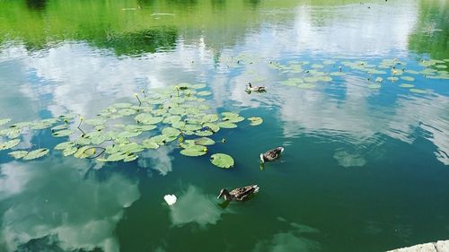 High angle view of ducks swimming in lake