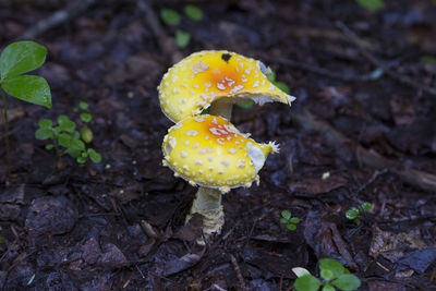 Closeup of yellow and orange poisonous fly agaric mushrooms growing out of dark rotting leaves
