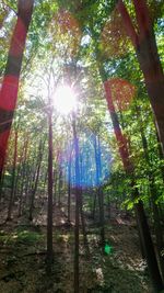 Sun shining through trees in forest