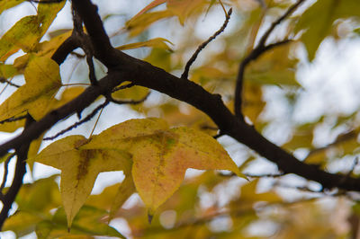 Low angle view of tree branches against sky