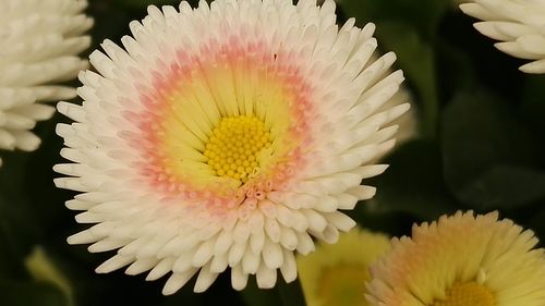 Close-up of flower against blurred background