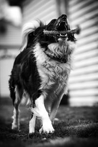 Dog looking at camera