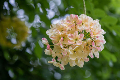 Close-up of flowering plant