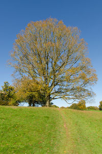 Tree on field against clear sky