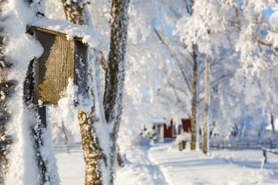 Close-up of icicles against trees