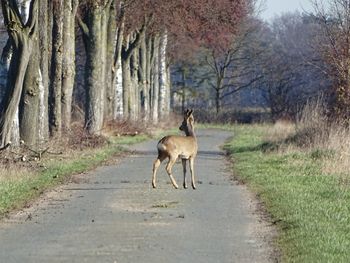 Horse in a forest