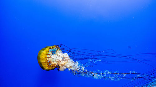 Butterfly on blue sea