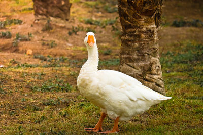 Close-up of duck on land