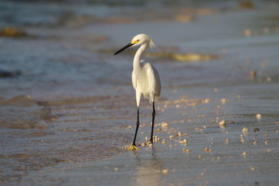 Close-up of bird perching on shore