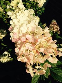 Close-up of white flowers blooming outdoors