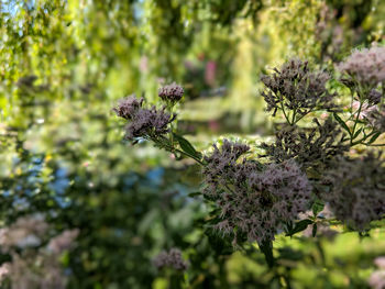 Close-up of purple flowering plant on field